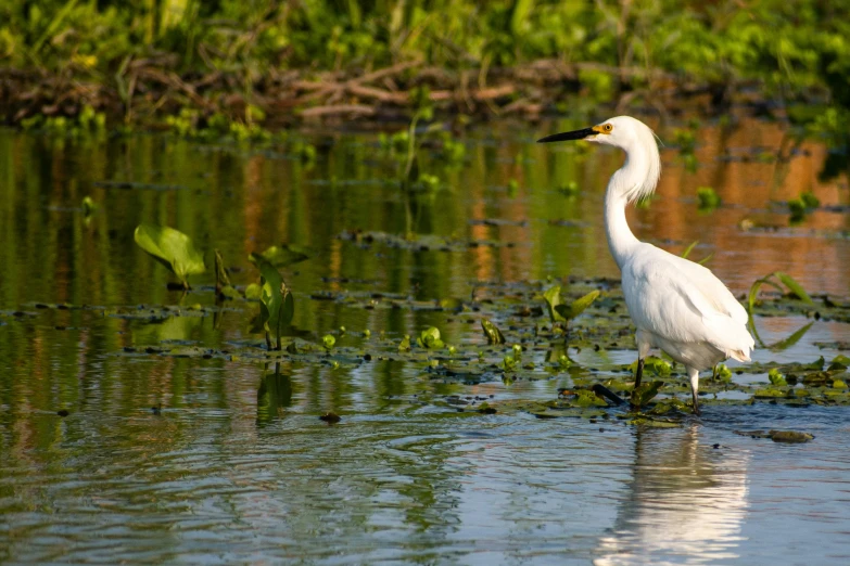 white bird sitting on the edge of water