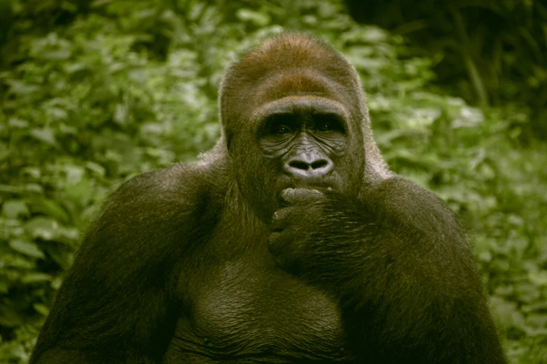 a brown gorilla standing in front of green plants