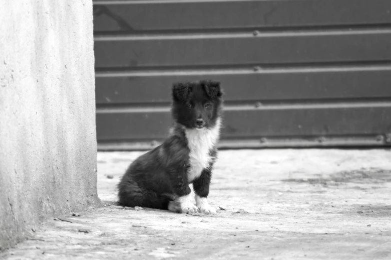 a small black and white dog sitting under a wall