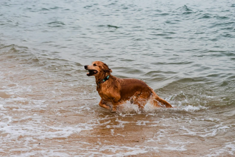 there is a large brown dog playing in the water