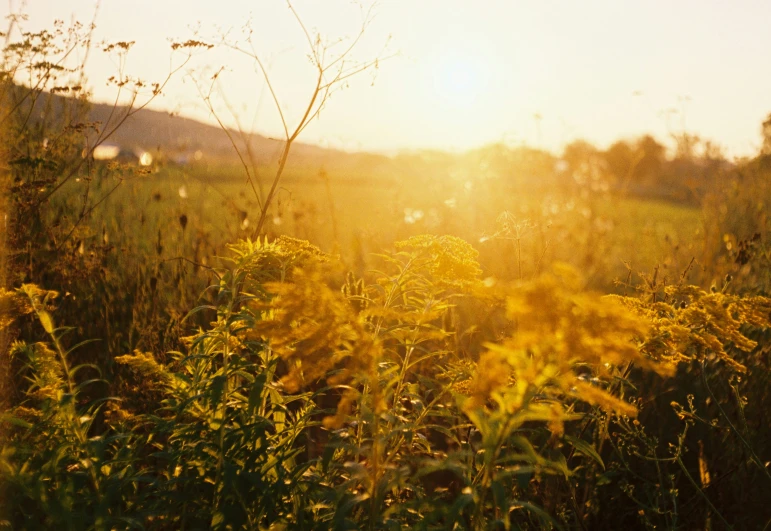 the sun shines through the brush in the valley