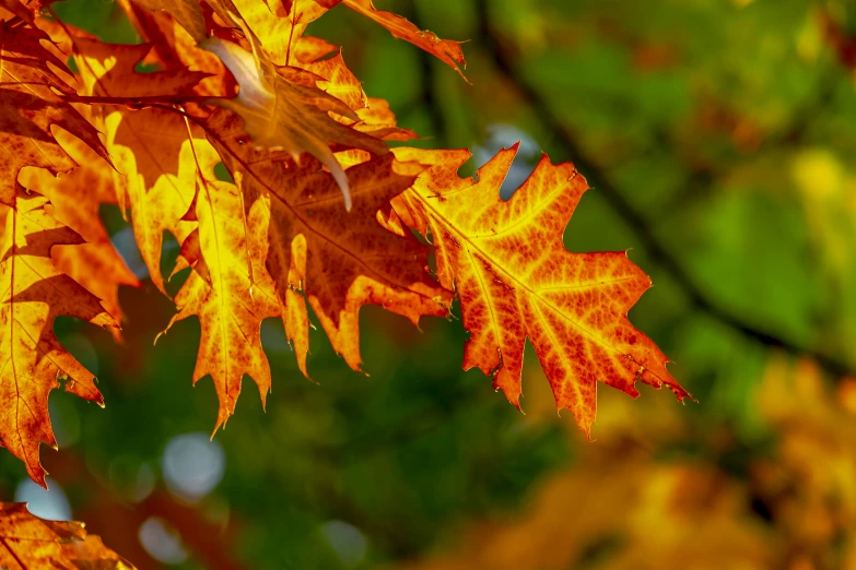 a maple tree with very bright red and yellow leaves