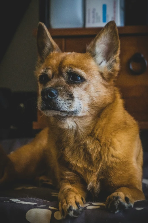 a small dog sitting on top of a bed