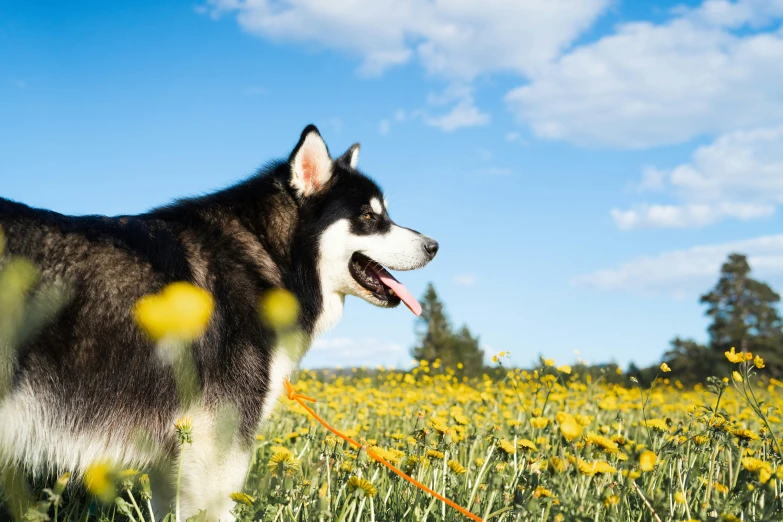 a dog on a field with yellow flowers in the foreground