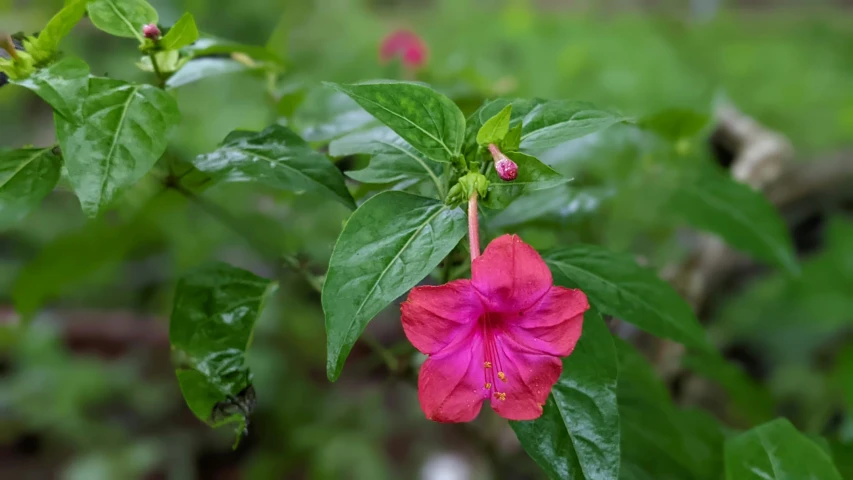 this flower is blooming on the vine in the garden