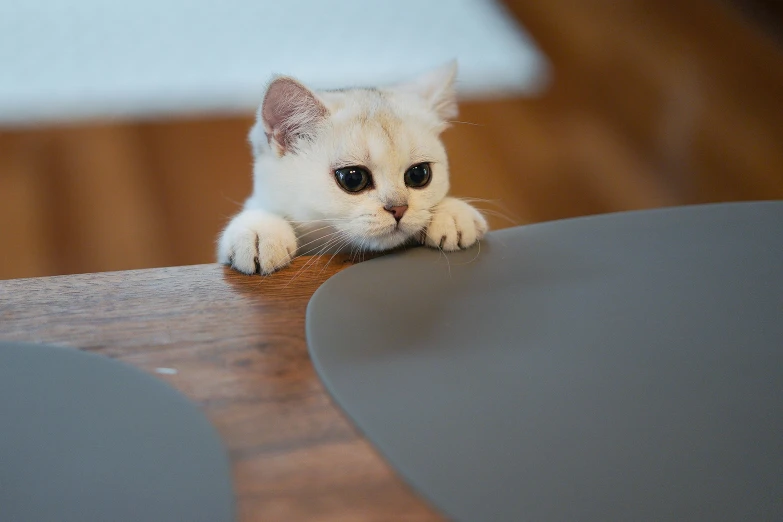 an adult kitten looks over a wooden table