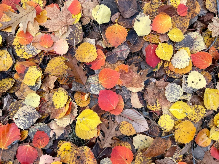 colorful leaves on the ground covered in grass