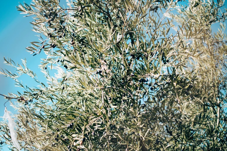 a large bunch of leaves on a tree