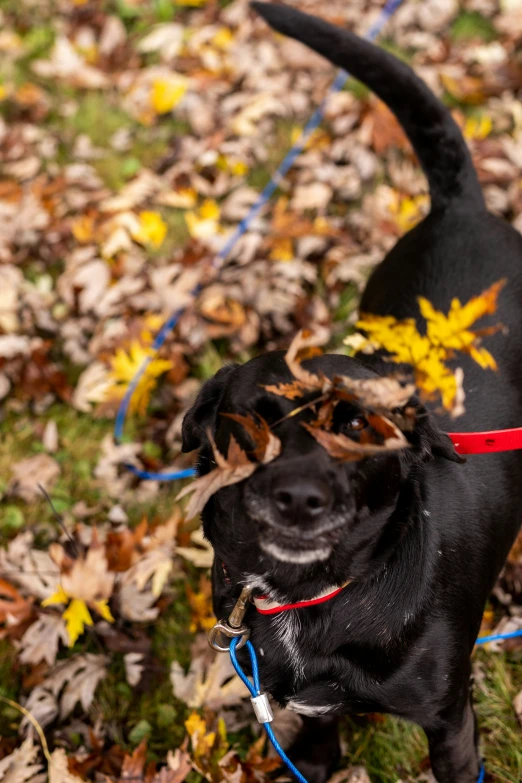 the black dog is wearing a red harness on it's neck