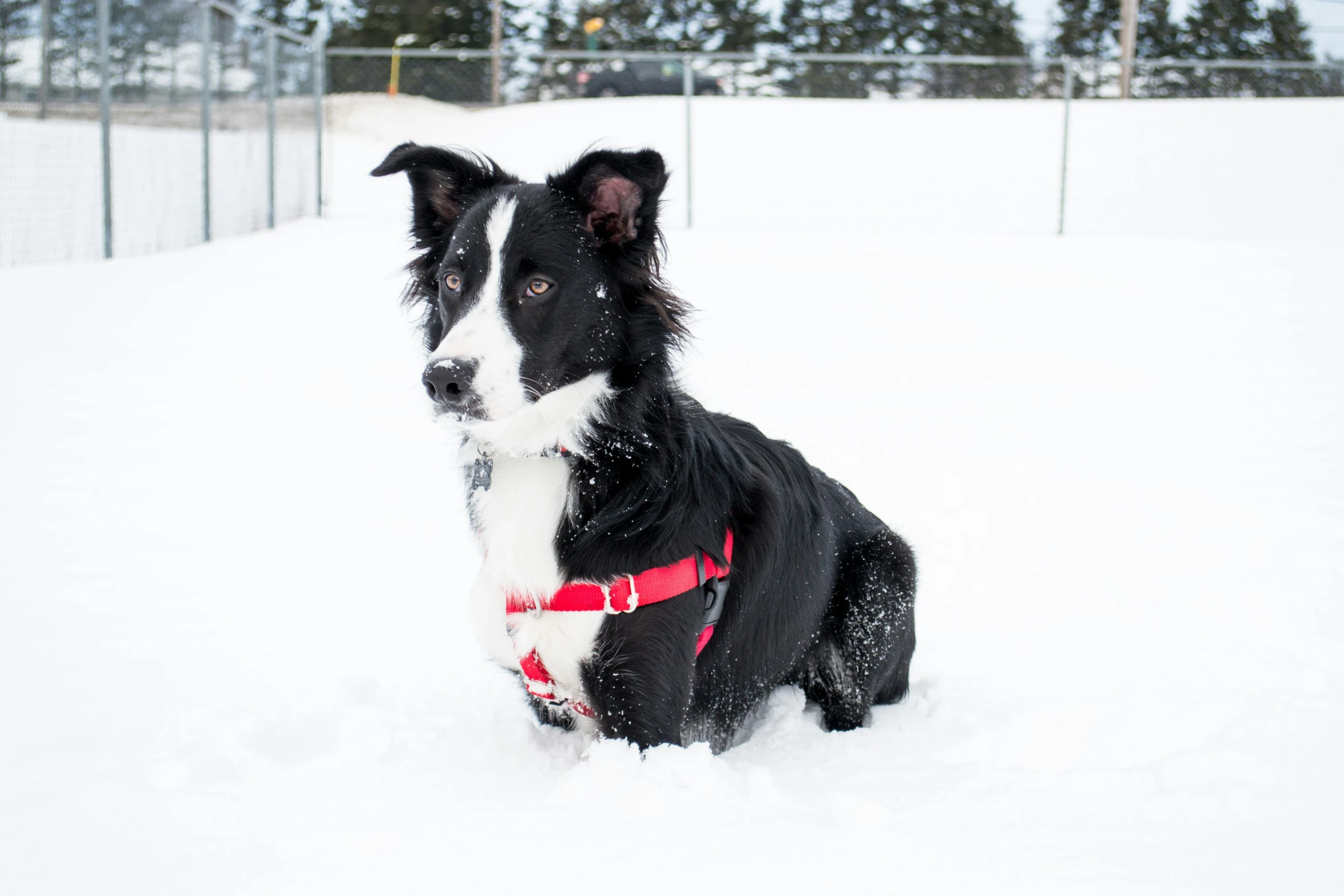 a dog is sitting in the snow near a fence