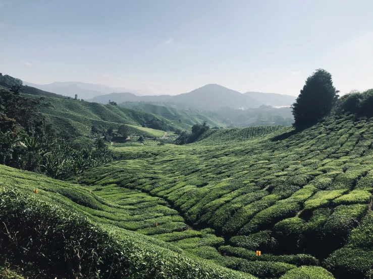 a mountain covered in bushes with mountains behind