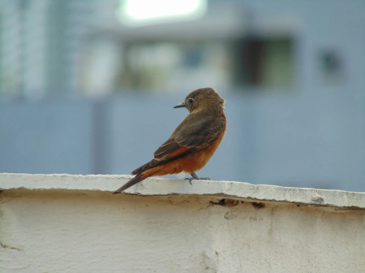 a bird is sitting on the edge of a building