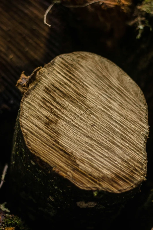 a large slice of wood sitting on top of a tree stump