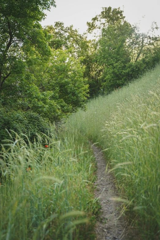 a dirt trail with lush green bushes and tall grass