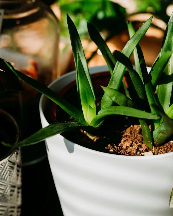 the green plant is growing in the white pot