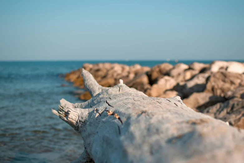 a piece of driftwood is sitting in the water