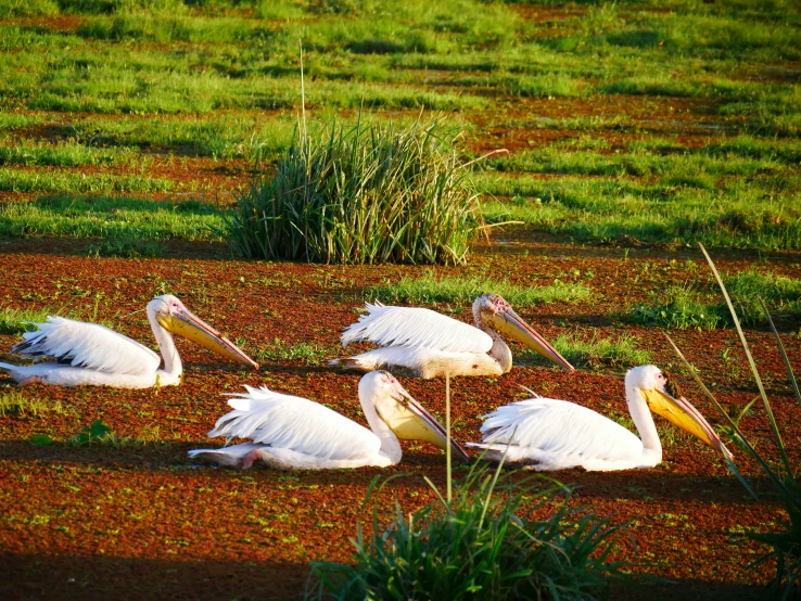 several white birds sit in the sand while others walk