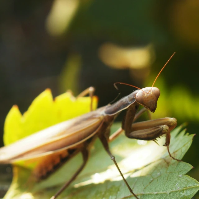 two bug like things that are very odd together