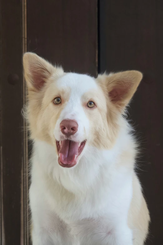 the white dog with long tongue is sitting