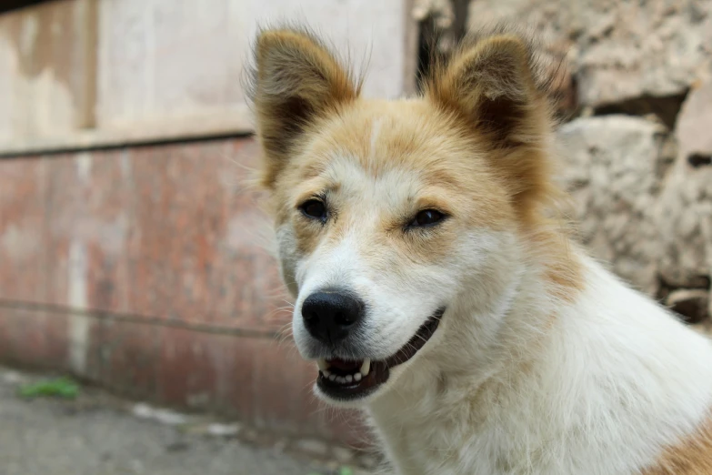 a small brown and white dog stands outside