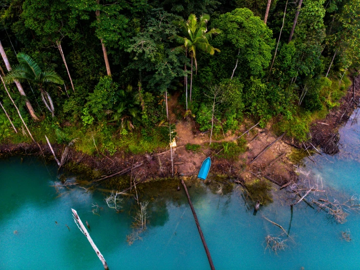 the ocean has many trees near the water