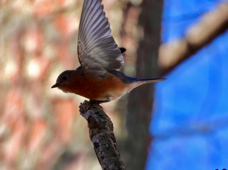 a blue and brown bird flying through a tree