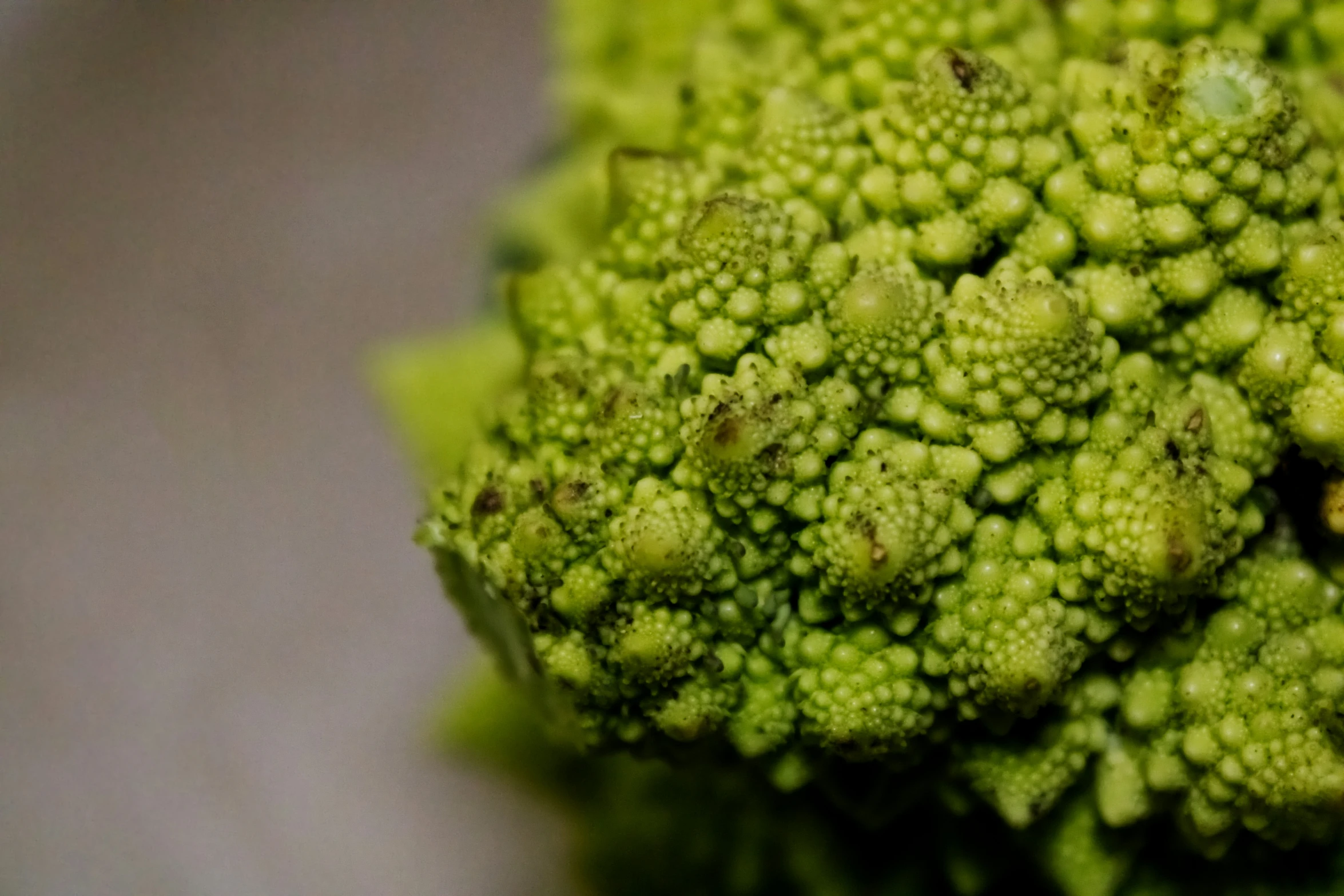 a green piece of broccoli that is on the table