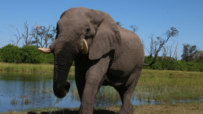 an elephant is standing by a body of water