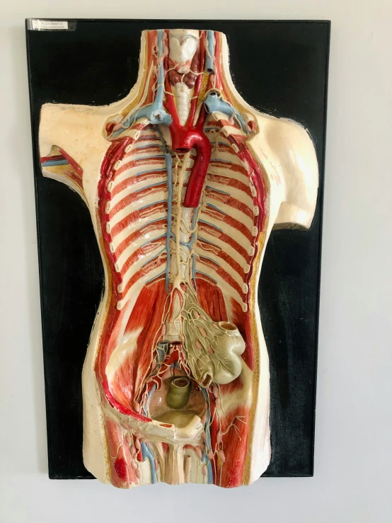 the medical model depicts the major functions in the body