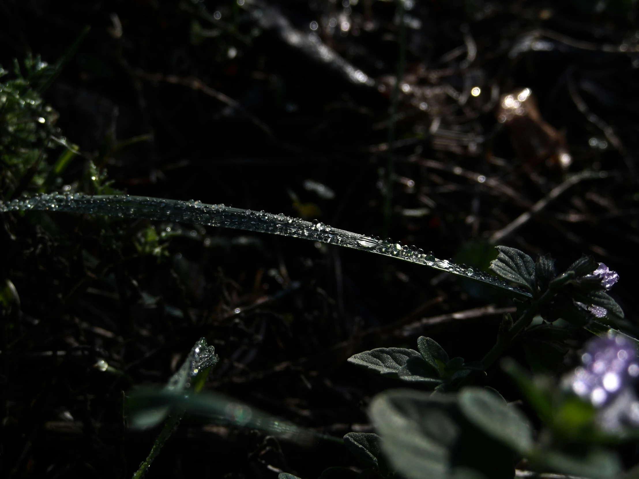 a green plant with water droplets on it