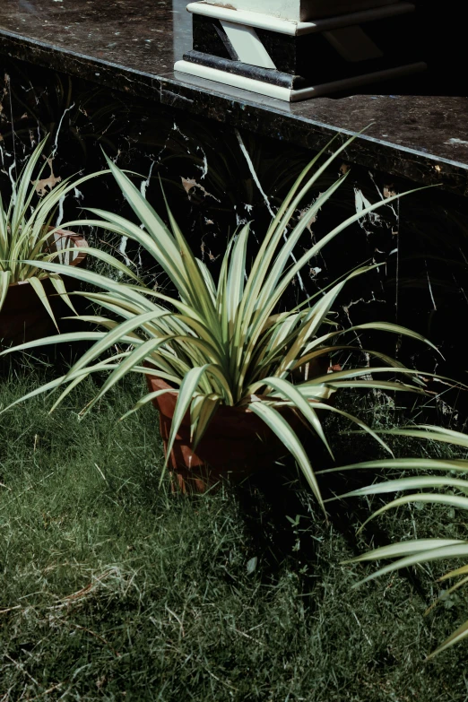 a couple of plants in a pot sitting on top of the grass