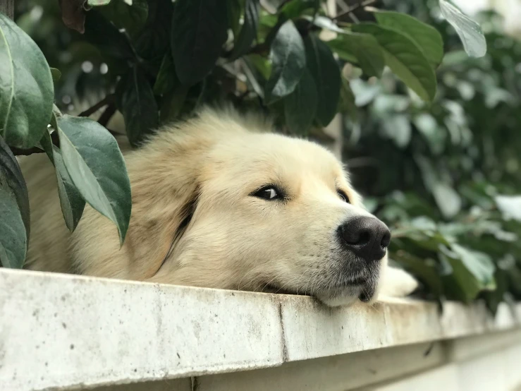 a dog that is laying down on the ledge