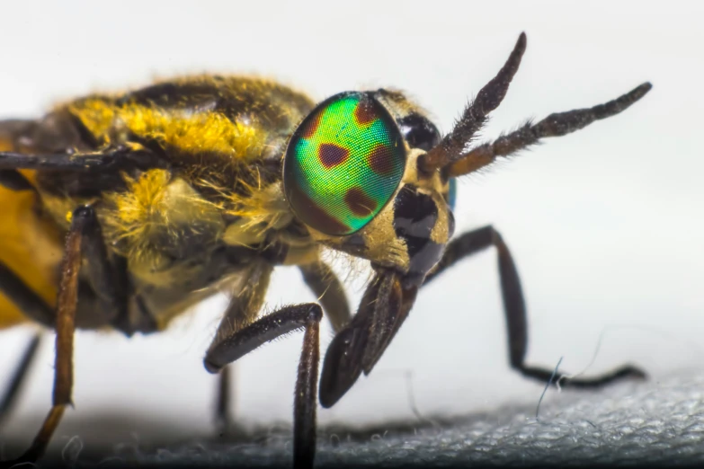 a bug sitting on a piece of metal foil