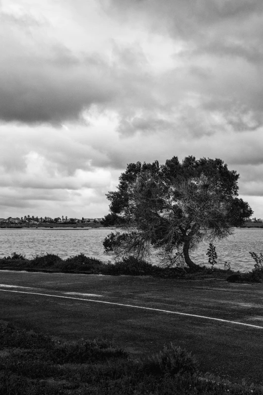 a lone tree near a body of water