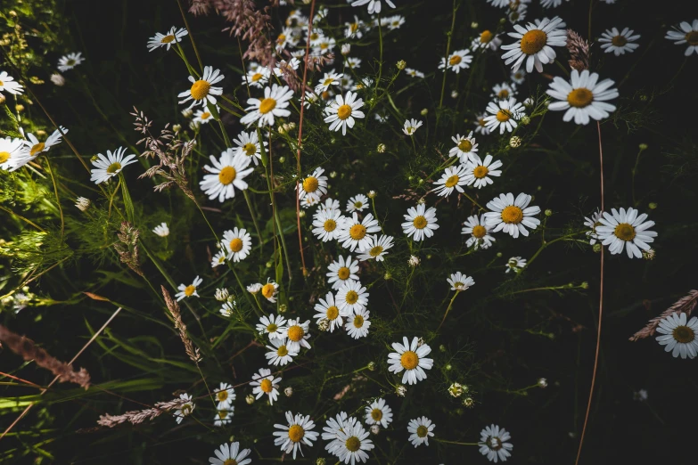 there is a lot of flowers in the field