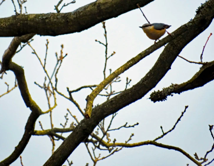a bird perched on top of a tree limb