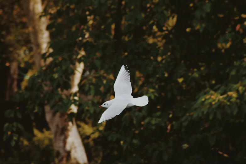 a bird flying in the air over trees