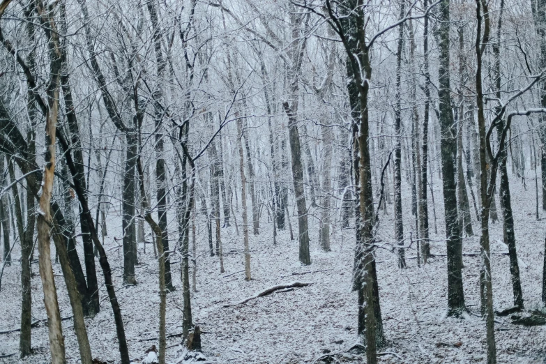 a snowy landscape with several trees in the foreground