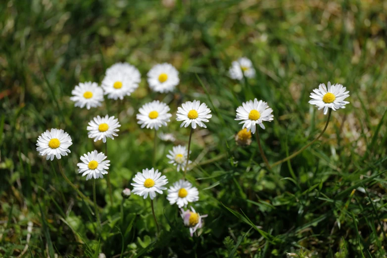 a field filled with lots of white daisies on top of green grass