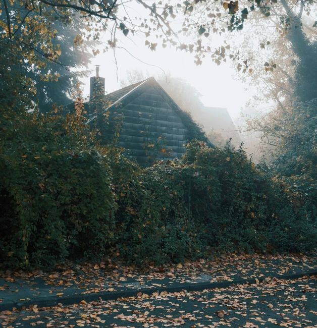 a small house on a foggy day with trees and foliage surrounding it