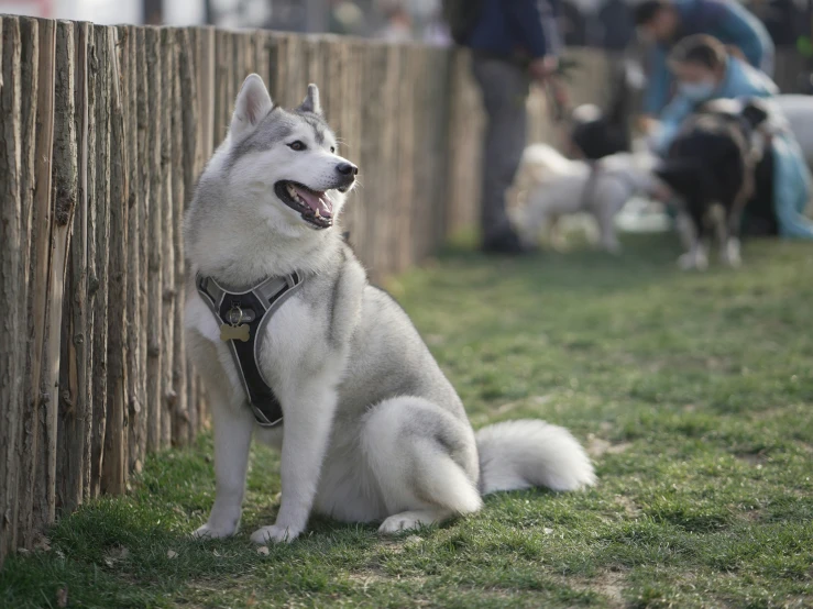 a husky sits next to a fence in the grass