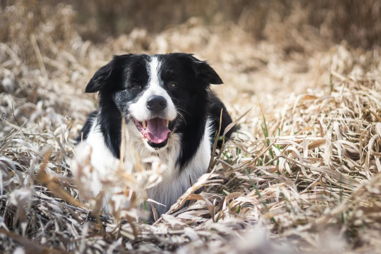 a black and white dog laying in the middle of dry grass