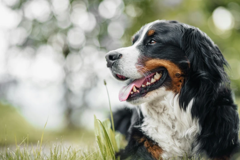 a dog with a large, white and brown dog's face is laying on the grass