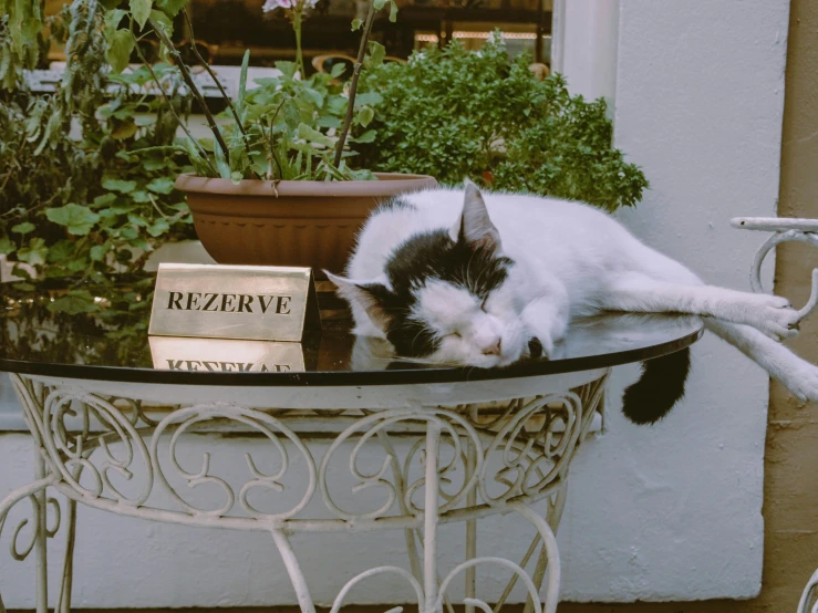 a cat that is laying down on a table