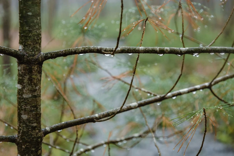 rain falling from the nches of some trees