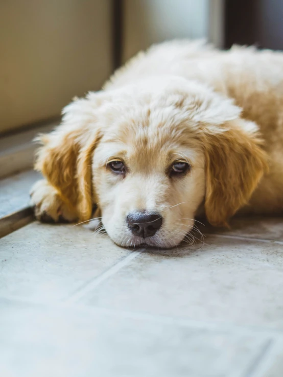 the brown and white dog is resting on the ground