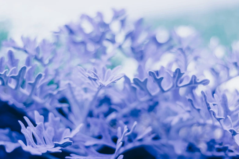 a close up of some very pretty purple flowers