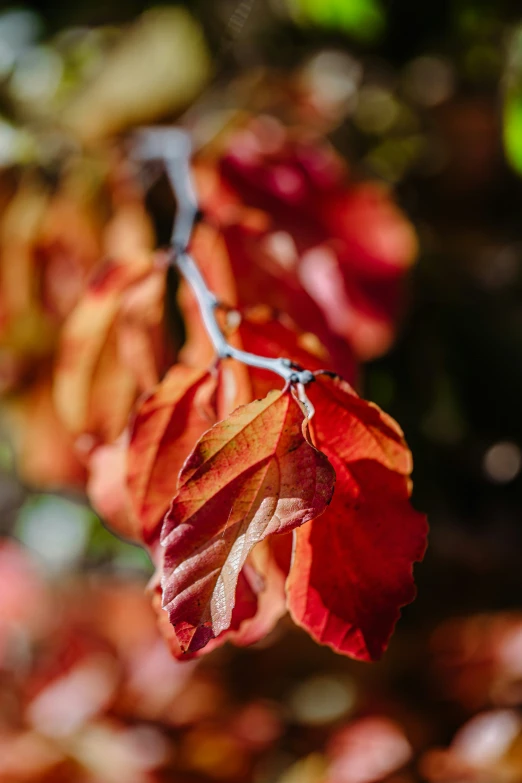 a group of colorful fall leaves hanging from a tree nch