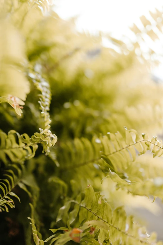 the ferns are all green and have many thin leaves