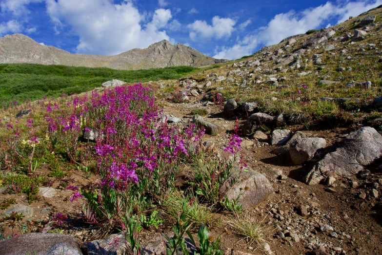 purple and pink flowers growing in the rocky area